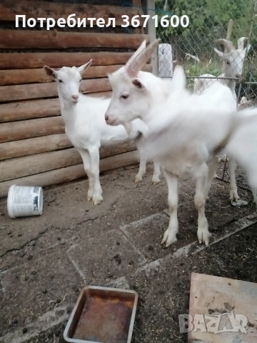 Женски и мъжки ярета, снимка 2 - Кози - 53419207