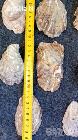 Черупки от стриди, снимка 6 - Морски сувенири - 48439581