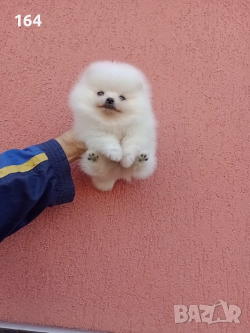Бял мъжки Померан. Реални снимки 