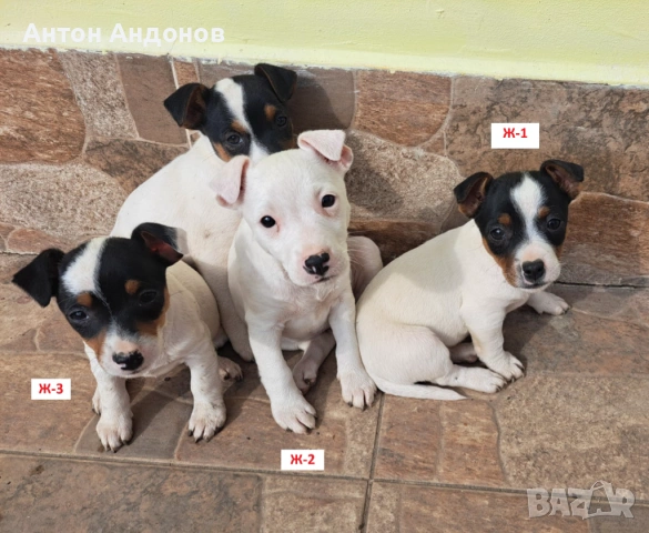 Джак Ръсел Териер, снимка 9 - Джак ръсел териер - 53382159