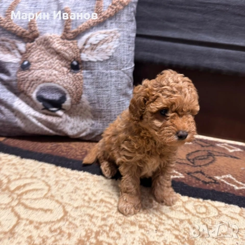 Мини пудел, момченце