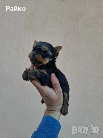 мини йоркширски териер, снимка 2 - Йоркширски териер - 52970336