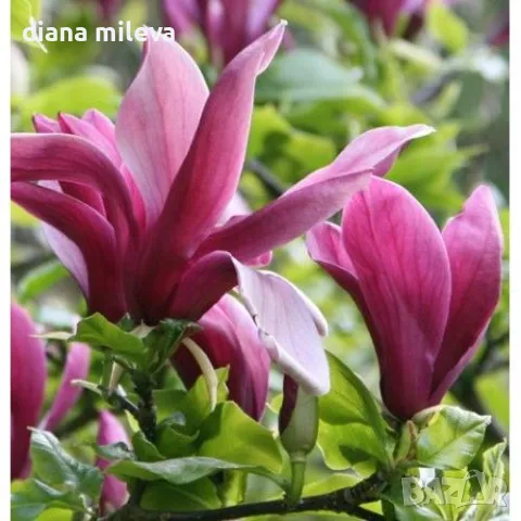 Магнолия Нигра, Magnolia ‘Nigra’