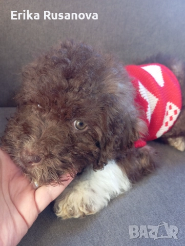 Лагото романьоло , снимка 2 - Други - 52790268