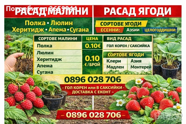 🌱 Свеж и здрав разсад директно от производител, снимка 3 - Разсади - 53565179