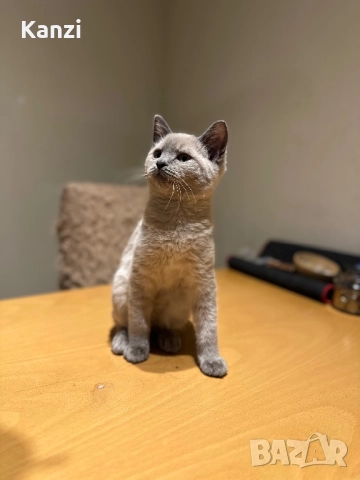 Британски British Blue Point, снимка 3 - Британска късокосместа - 52353233