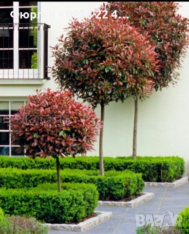 🌿 Фотиния (Photinia) – декоративна вечнозелена щамба, снимка 2 - Разсади - 53286686