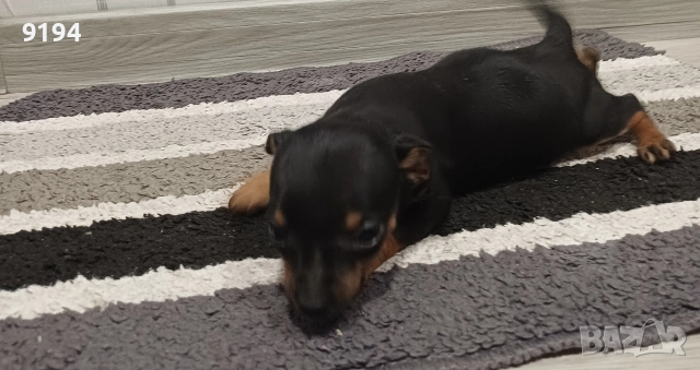 пинчер момче , снимка 2 - Пинчер - 52938955