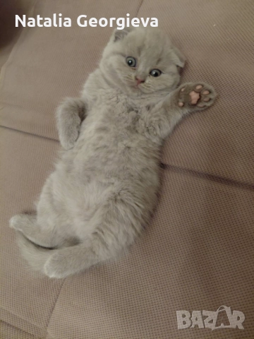 Шотландски котенца , снимка 6 - Британска късокосместа - 52672572