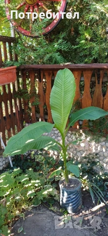 Бананова палма