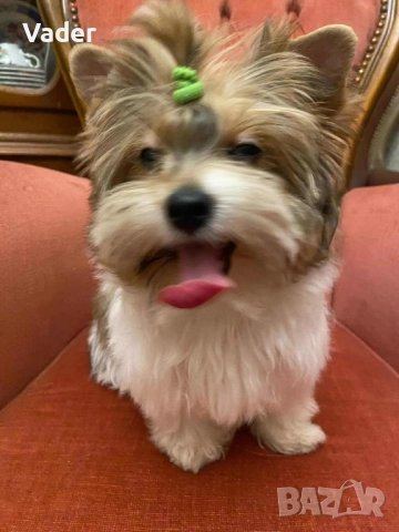 Бивер териери, снимка 9 - Други - 51737972