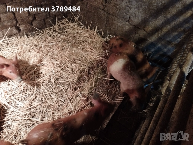 Продавам малки прасенца Дюрок, снимка 4 - Прасета - 52589509