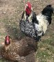 Катунски кокошки (Невероятни), снимка 1 - Кокошки и пуйки - 41768973