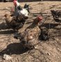 Катунски пилета и кокошки , снимка 5