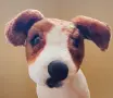 Плюшено куче Джак Ръсел , снимка 6