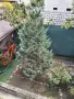 туя или кипарис, снимка 2