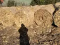 Рулонни бали слама и царевичак, снимка 3