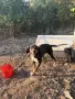 Мъжко и Женско куче, снимка 2