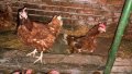 Кокошки носачки за яйца