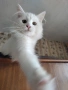 Персийска чинчила, снежно бяла, 6 мес., снимка 6