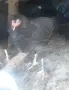 Свободни свободни , снимка 5
