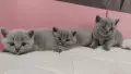 Британски късокосмести/Шотландска клепоуха, снимка 6