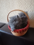 Малки персийски котенца, снимка 2