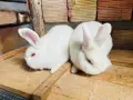 Новозеландски зайци, снимка 3