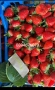 Продавам разсат ягоди , снимка 4