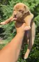 Американско Були Хл/American Bully XL , снимка 2