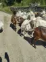 Продавам женски Ярета, снимка 7