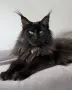 Котенца Мейн-Кун , снимка 3