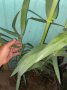 Гигантска тръстика, Arundo donax, декоративни, бързорастящи,жив плет, снимка 8