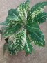  Кротони с красиво обагрени листа, снимка 1 - Стайни растения - 20844994