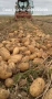 Семена картофи., снимка 1