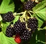 Висококачествени нови семена от хранителна Къпина без бодли Rubus rusticanus 50+ семена антиоксидант, снимка 14