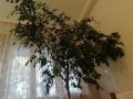 Голям фикус БЕНДЖАМИН, снимка 3