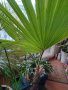 Палма Вашингтония 150 см, снимка 1 - Стайни растения - 44685663