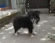 трицветно шелти момиче, снимка 1