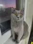 Британски късокосмести котета, снимка 12