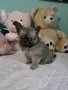чихуахуа момиченце, снимка 4