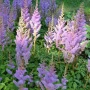 Astilbe chinensis Pumila(Астилбе китайско Пумила), снимка 2