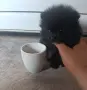 мини мини померан , снимка 8