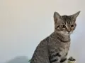 Продавам Малко Котенце, Късокосместа И Игрива! , снимка 2