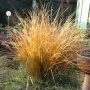 Карекс Декоративна трева, снимка 3