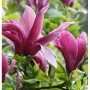Магнолия Нигра, Magnolia ‘Nigra’, снимка 1
