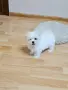 Малтийка болонка момиче , снимка 2