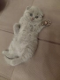 Шотландски котенца , снимка 6