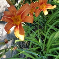 Хемерокалис, снимка 4 - Градински цветя и растения - 36103682
