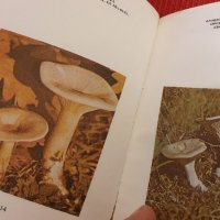 книга "Нашите гъби"  енциклопедия на гъбите в България, снимка 2 - Специализирана литература - 41984659